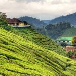 20+ Cose da vedere e fare a Cameron Highlands – Malesia