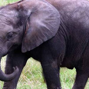 Scopri di più sull'articolo Elephant Chiang Mai Sanctuary: Un’Esperienza Unica con gli Elefanti in Thailandia