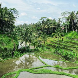 Scopri di più sull'articolo 20 Cose da fare e vedere a Ubud